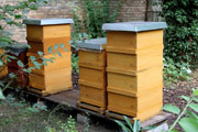 Bienenstöcke auf dem Alten Friedhof